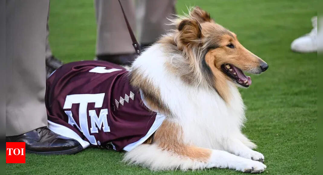 Emergency surgery for Texas A&M’s Reveille X sparks emotional fan response