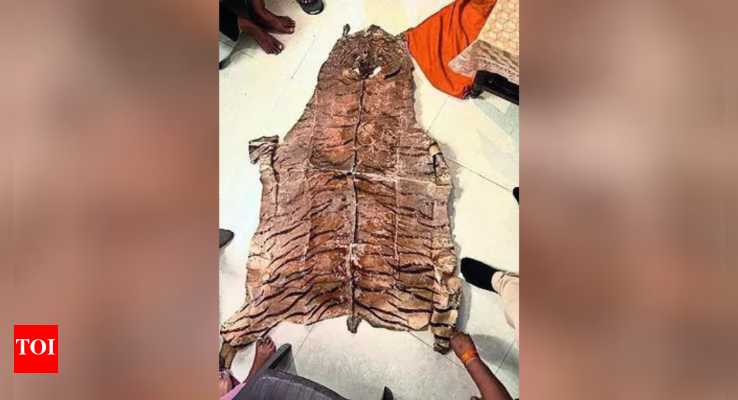 ‘Used it as sacred seat for decades’: EOW seizes tiger hide from woman during raid in DA case against son in Madhya Pradesh