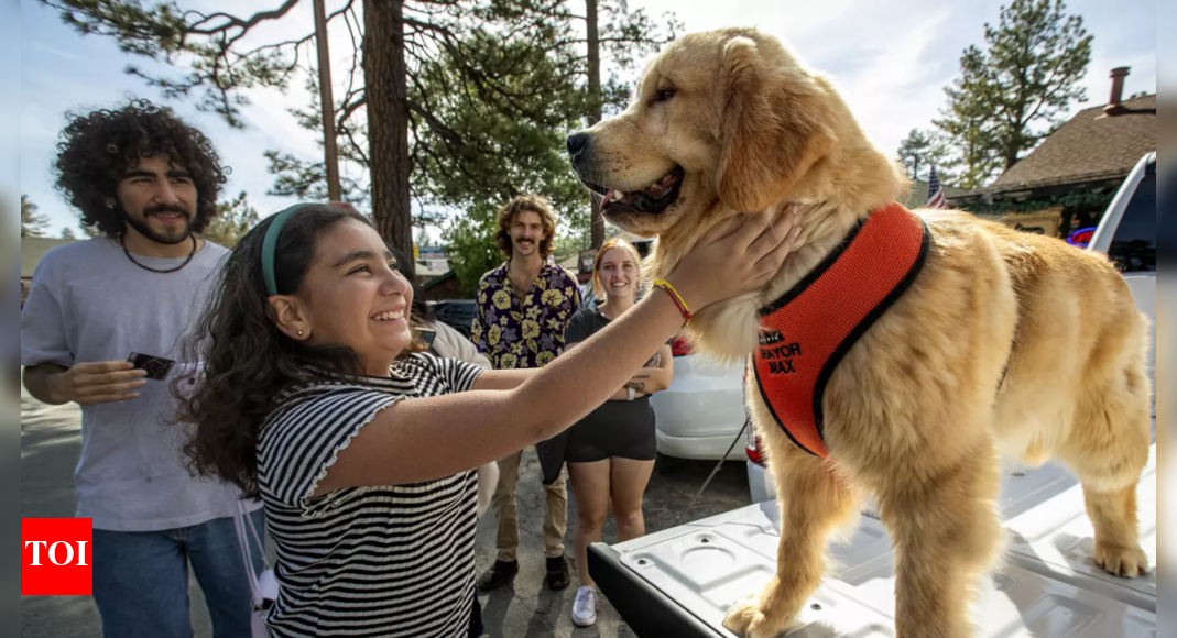 Meet Max III, the Golden Retriever who is the Mayor of a small town in California | – Times of India