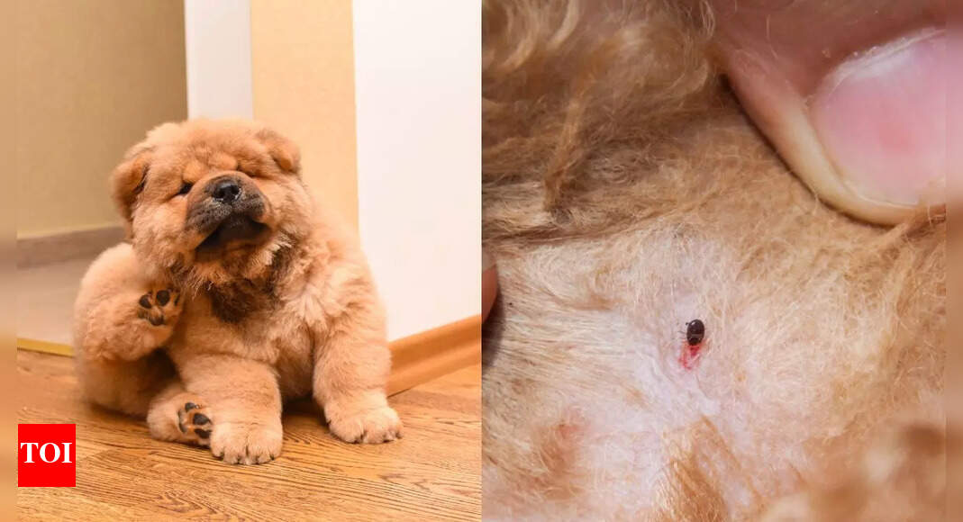 How to naturally get rid of fleas on cats and dogs: Easy tips and remedies