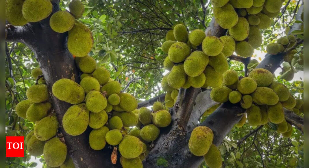 Viral: Jackfruit tree in China breaks record for growing over 400 fruits, watch video