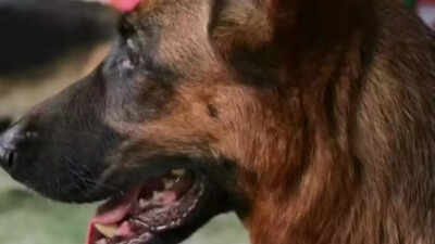 Dogs punched, slammed: Pet groomer assaulted pets during sessions; arrested after viral video sparks outrage