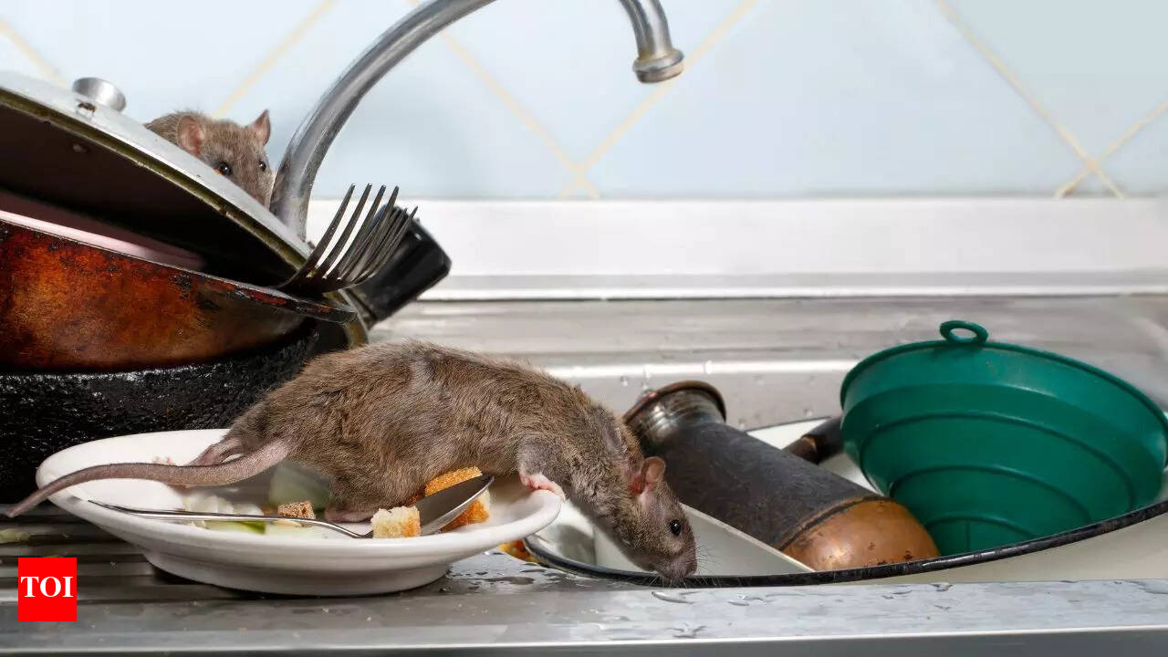 Best Rat Repellent Methods for Kitchens, Storerooms & Garages | AAI-NY