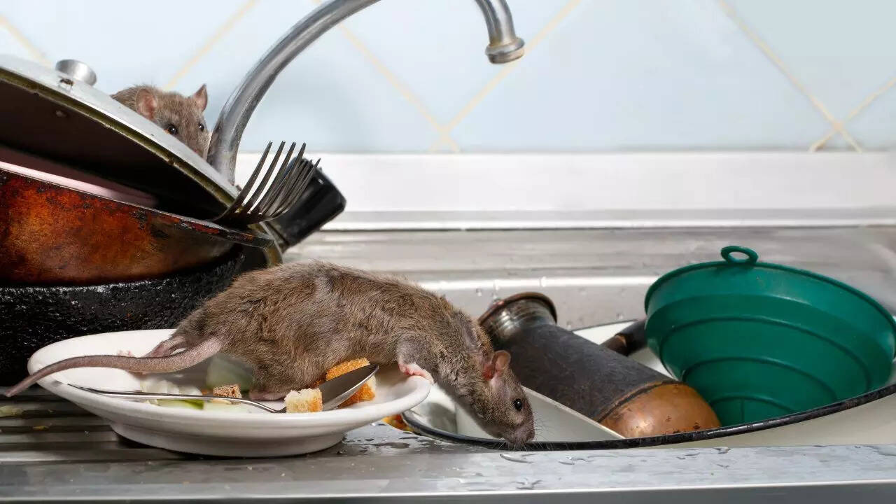 Forget old rat traps and try these 6 natural repellents to keep rats out of  your kitchen | - Times of India