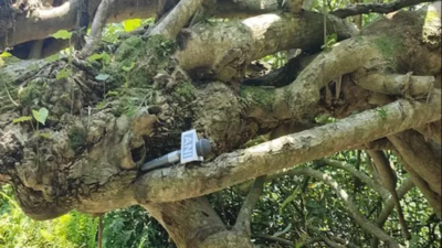 Kanchan trees, nature-based solution to riverbank erosion in Majuli