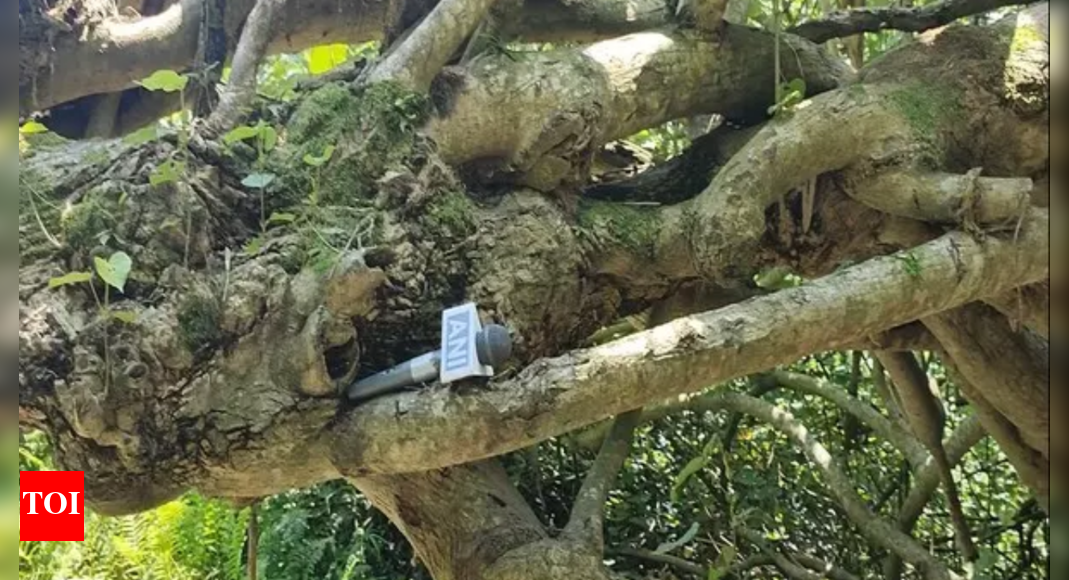 कंचन के पेड़, माजुली में रिवरबैंक कटाव के लिए प्रकृति -आधारित समाधान – द टाइम्स ऑफ इंडिया