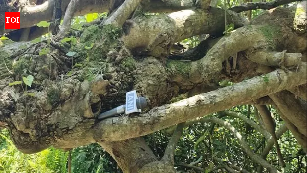 Kanchan trees, nature-based solution to riverbank erosion in Majuli ...