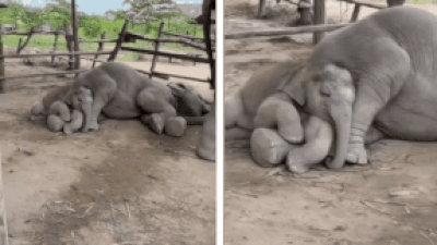  Internet calls it 'pure love wrapped in wrinkles'; retired forest officer shares viral video