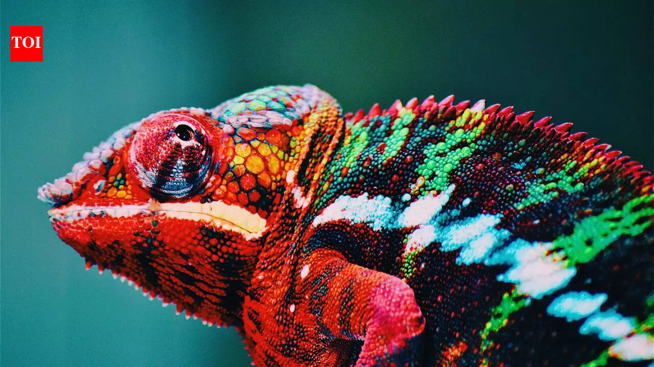 6 of the world’s most colourful and clever creatures