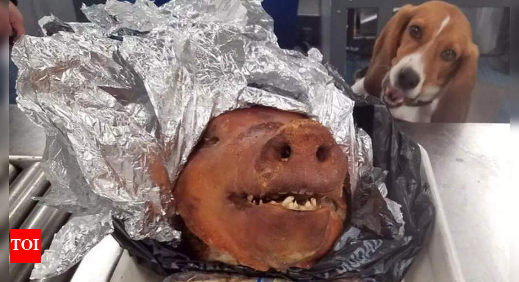'Declare meats, fruits, vegetables': Travelers to US get weird reminder from CBP