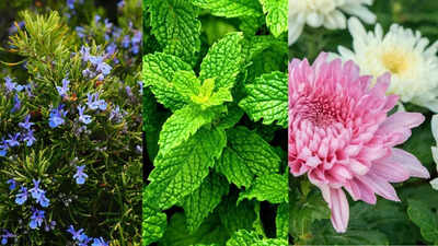 10 plants that help keep insects and bugs away from your garden