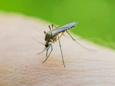 How much blood does a mosquito drink in one bite? The shocking amount behind that tiny itch