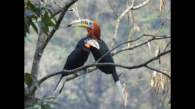 Buxa home to over 8.5k hornbills, key species score high in Mahananda belt