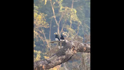 Buxa home to over 8.5k hornbills, key species score high in Mahananda belt