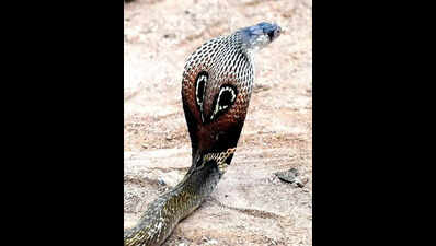 Mysuru community health officers ready to handle snakebite emergencies