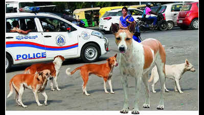 Don’t hate animals, animal lovers demand anti-rabies vaccination