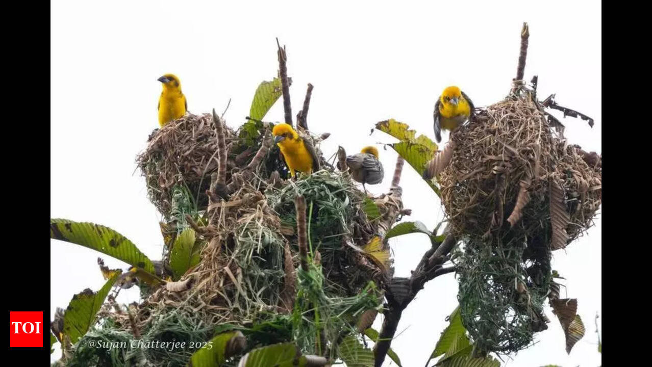 Bird Nesting Festivals: Discover Unique Traditions & Vibrant Celebrations