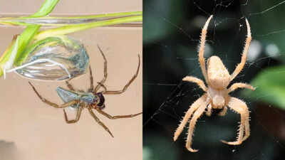 Did spiders swim earlier than they might move slowly? Fossil research unearths stunning knowledge | – Occasions of India