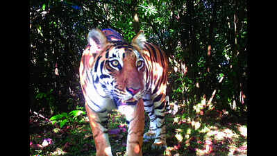 Caught on camera, but tiger presence still under debate