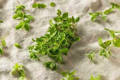 Mazera for hair growth: move over rosemary, Maro - all you need to try for amazing hair growth