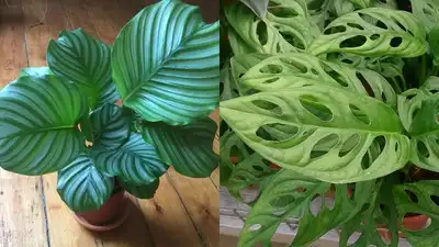 7 rare and expensive houseplants that cost more than renting a house or car