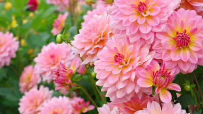 How to grow dahlia blooms at home this season