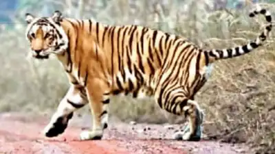 Super Momma: One tigress revives entire reserve