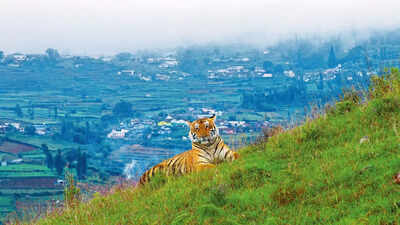 Sandesh Kadur’s journey into man and animal co-existence