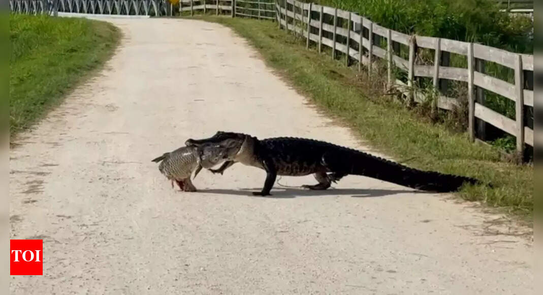 Florida alligator caught on video carrying fish across road, stuns tourists