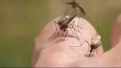 Virus del Nilo Occidental: Wisconsin reporta el primer caso; Estos son los primeros síntomas que debe conocer