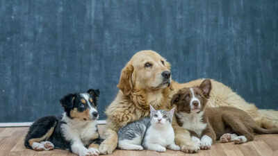 Avoid these 8 common mistakes that are secretly harming your pet’s health