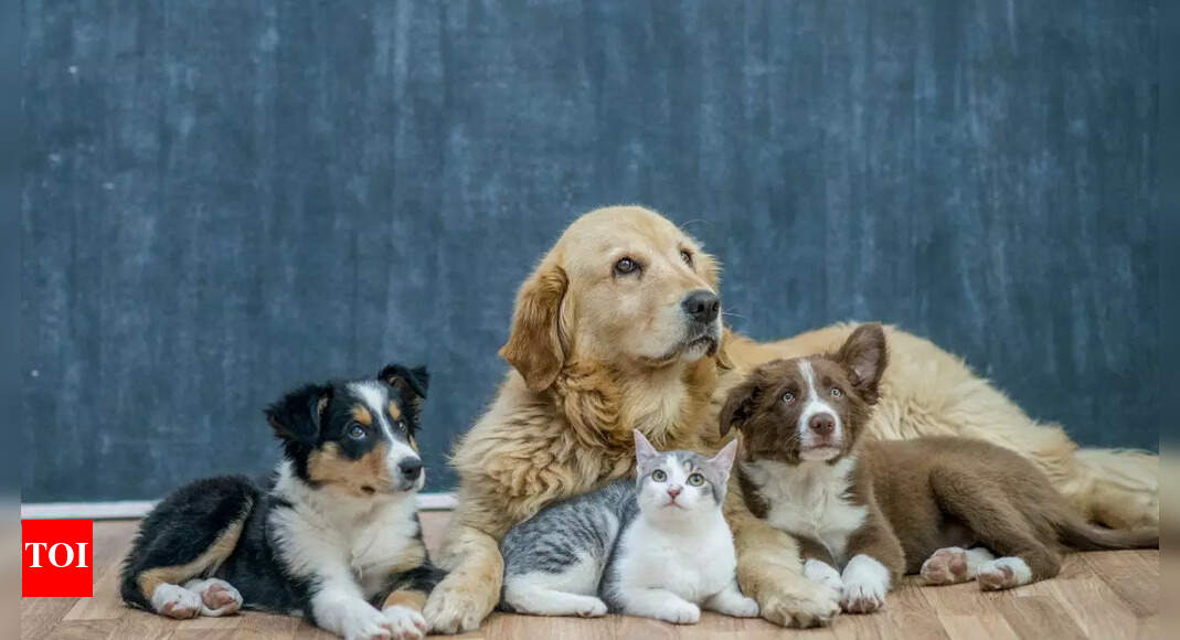 Avoid these 8 common mistakes that are secretly harming your pet’s health | – Times of India
