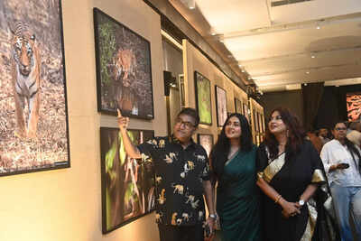 Roaring for change: Experts reflect on tiger conservation