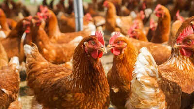 In which country are all egg-laying chickens cage-free?