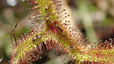 Nature's meat eaters: Everything you need to know about carnivorous plants