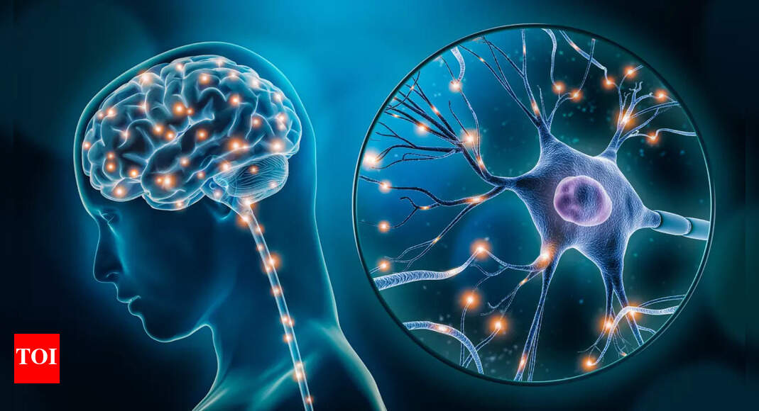 It’s true! Adults can grow new brain cells | – Times of India