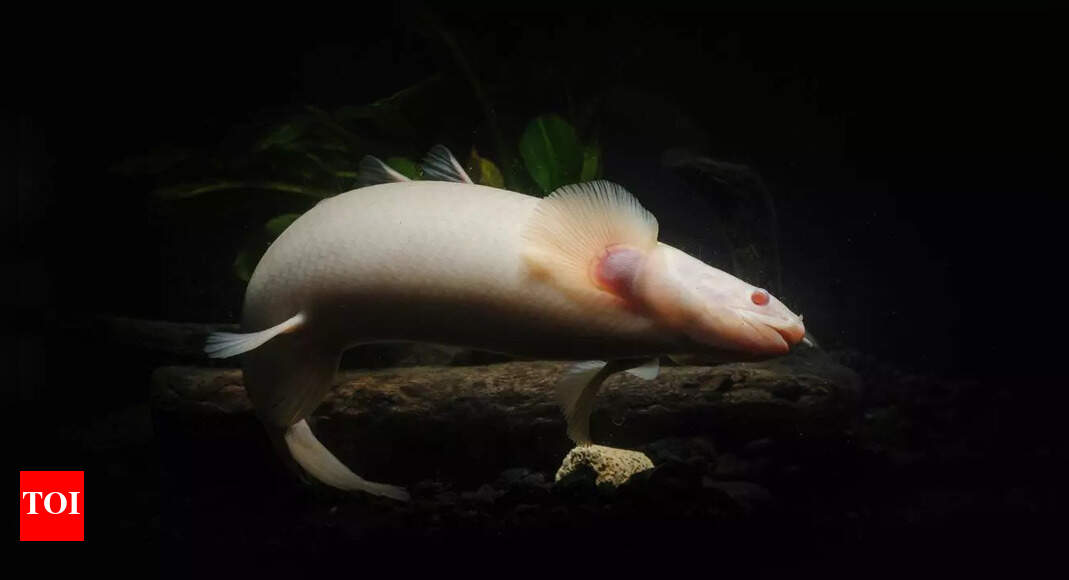 6 Fish That Can Survive Without Oxygen — And How They Do It | - Times ...