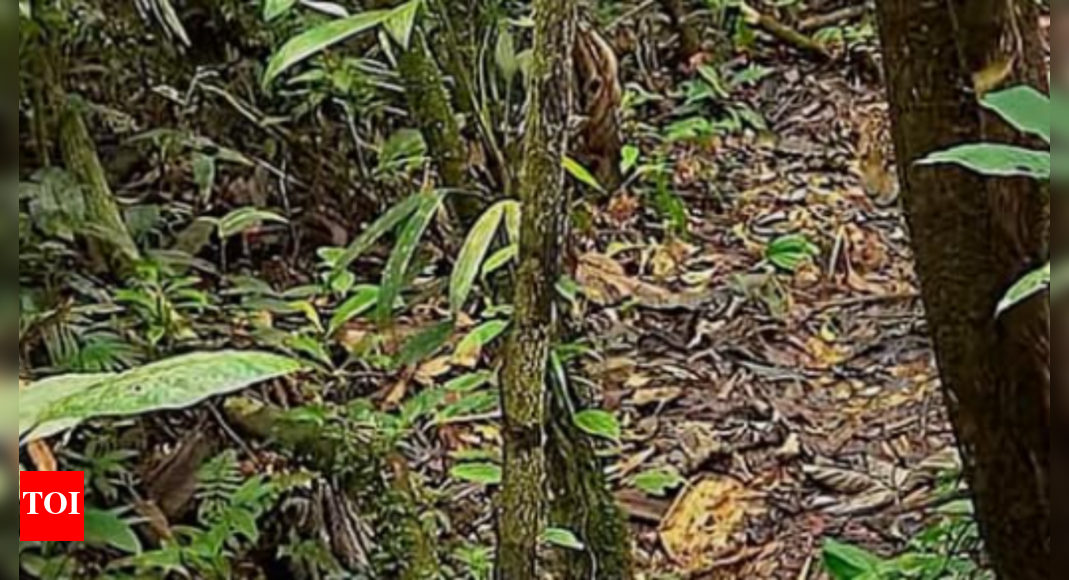 Optical Illusion: Only true animal lovers can spot the leopard hidden in this photo, as most fail within seconds | – Times of India