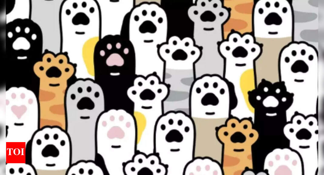Optical Illusion: Spot the hidden heart among cat paws in under 7 seconds! | – Times of India