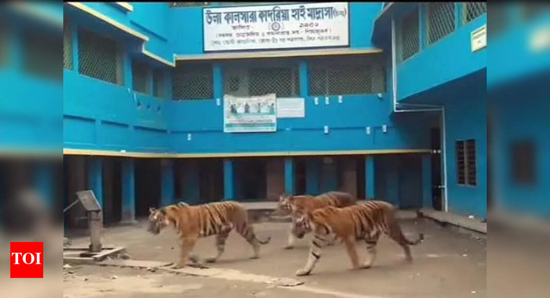 Teacher faces show-cause as AI tigers visit school campus