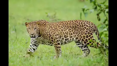 Leopard attack leaves three shepherds injured in Mahbubnagar