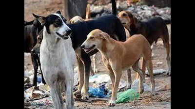 Ponda girl, 5, attacked by stray dog