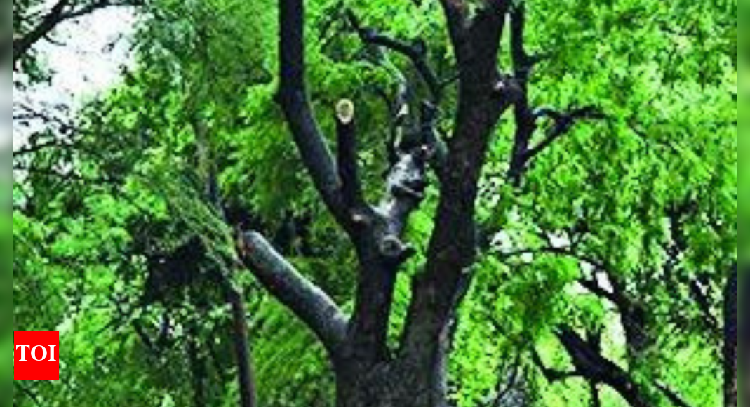 78,000 ha forest land diverted for non-forest use in 4 yrs: Government