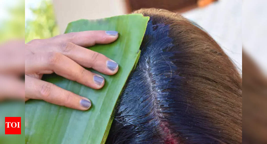 Does rubbing fresh aloe vera gel on the scalp regrow hair? – Times of India