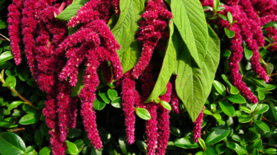 Why Amaranth is a must-have plant for every home gardener and how to grow it