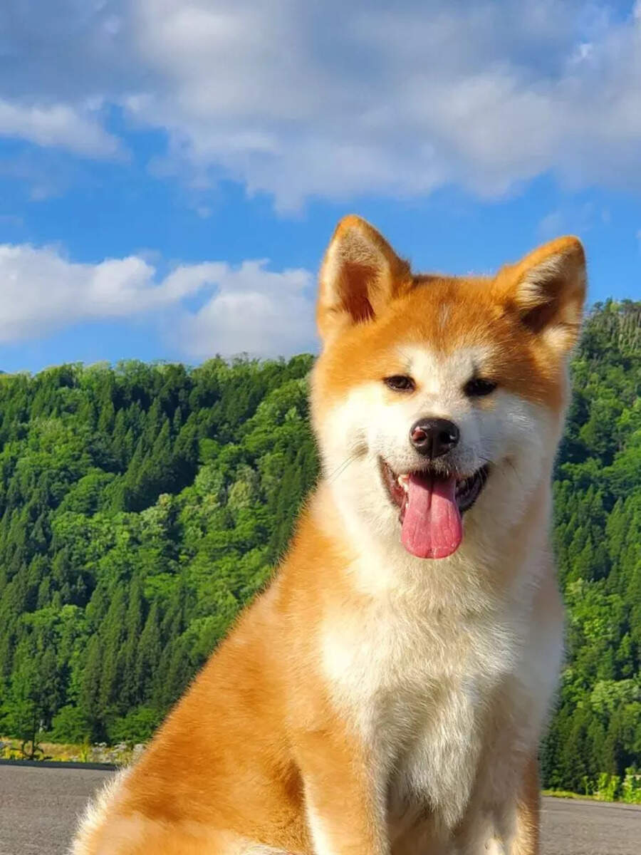 8 dog breeds only experienced pet owners should handle