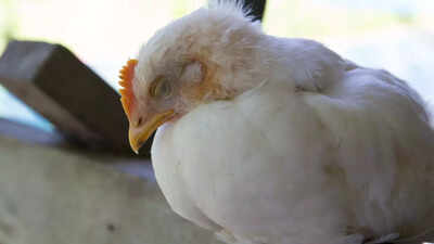 Bird Flu outbreaks surge in India: Know its symptoms, prevention and how it spreads
