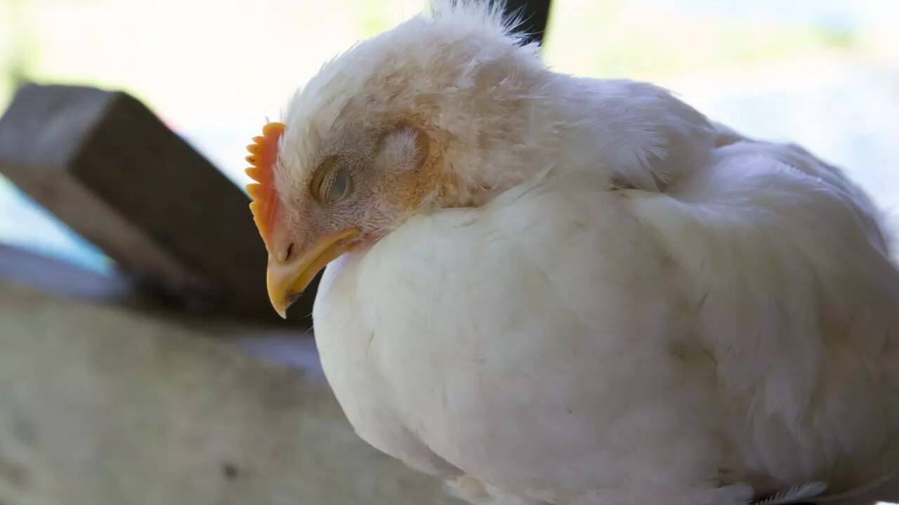 Can You Get Bird Flu from Touching a Feather? Shocking Truths Revealed