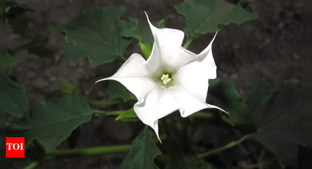 Datura trip visuals | WillowStreeHouseTreasures.com