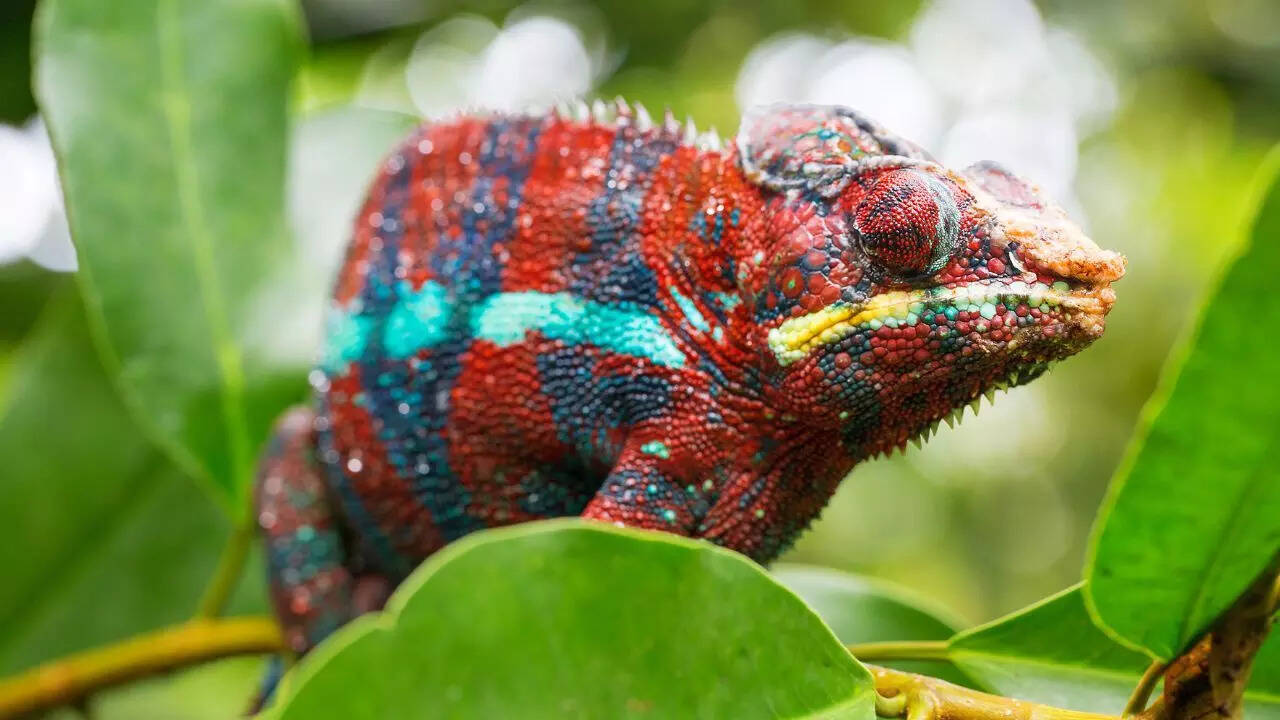 Colorful Lizards Around The World